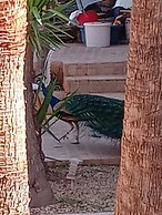 Marrakesh 6-bed Housing Authentic Berber