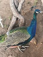 Marrakesh 6-bed Housing Authentic Berber