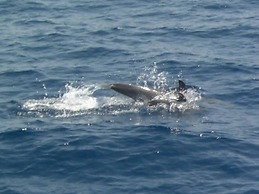 Sailing Yacht by Owner, Holidays to Greek Islands