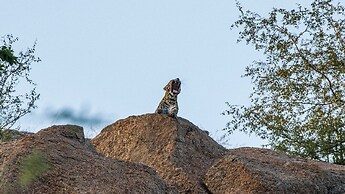 Brij Pola, Jawai - Luxury Jungle Camp with Private Pools