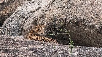 Brij Pola, Jawai - Luxury Jungle Camp with Private Pools