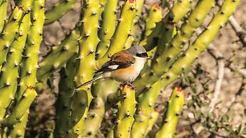 Brij Pola, Jawai - Luxury Jungle Camp with Private Pools