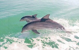 Sundial Beach Resort by Dream Vacation Rentals