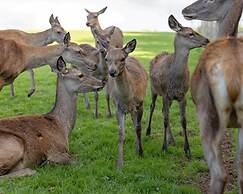 Luxury Safari Lodge Surrounded by Deer!! 'roe'
