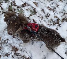 Bear's Mountaintop Views 3 Bedroom Chalet by RedAwning