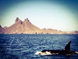 Big House Pool Grill, 4 Bedrooms 12 ppl AC Ocean View TV Wifi