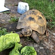 Cosy Glamping 4m Bell Tent in Rural Herefordshire