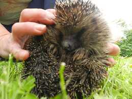 Cosy Glamping 4m Bell Tent in Rural Herefordshire