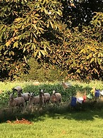 Cosy Glamping 4m Bell Tent in Rural Herefordshire