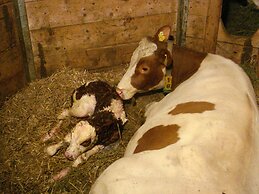 Pleasant Apartment in Hopfgarten near Ski Area