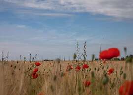 Idyllic Lakeside Cottage