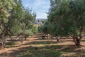 Olive Tree Farm
