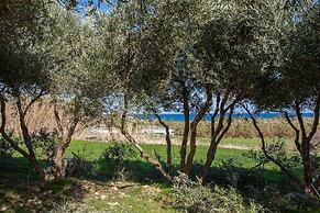 Olive Tree Farm