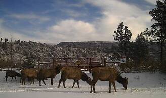 Valentine's Northern New Mexico Mountain Ranch On Colorado Border 2 Be