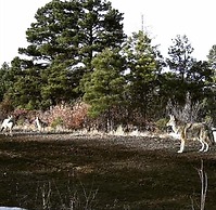 Old Raton Pass Base Camp With Loft Northern New Mexico Mountain Ranch