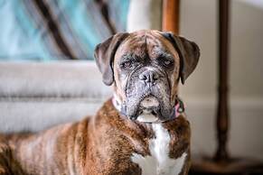 Manor Lodge, Walberswick