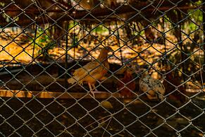 Senza Garden Holiday Club