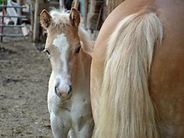 Inviting Apartment in Auffach Wildschönau near Ski Area