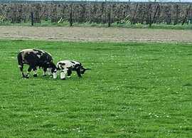 Lodge by Markermeer With Eco-friendly Design