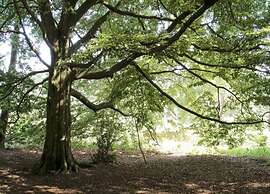 House on Water, Surrounded by Nature