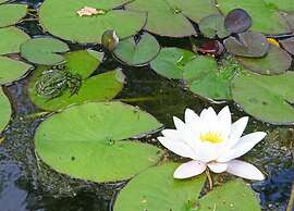 House on Water, Surrounded by Nature