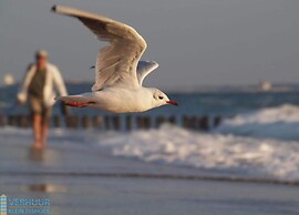 Luxury Villa near Sea