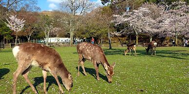 Hotel Tenpyo Naramachi