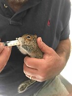 Y Twlc Mochyn - Ecofriendly - Farm Animals