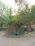 Y Twlc Mochyn - Ecofriendly - Farm Animals