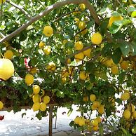 Exclusive Cottages are in S West Crete in a Quiet Olive Grove Near the