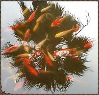 Exclusive Cottages are in S West Crete in a Quiet Olive Grove Near the