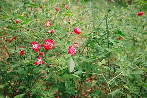 Van's Serene Garden Homestay