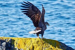 Green Gold of Norway