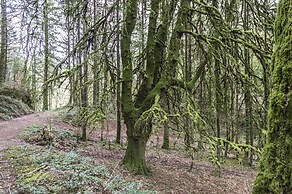 Cilrhiw Country House - Narberth