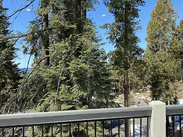 Yosemite's Pine Cove