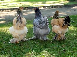 Beautiful Farmhouse in Baarlo With Private Garden