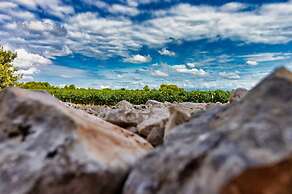 Vintage Winehouse Backov