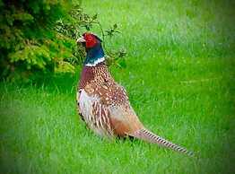 Luxury Accom With Pool Henbury Macclesfield