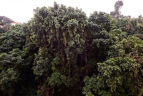 Peace in Copacabana Forest View Br1009