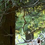 Les 12 Bois du Cerf