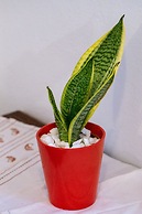 Gardenia Eco Apartment in Panormo