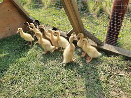 Dartmoor Reach Alpaca Farm