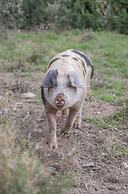 Dartmoor Reach Alpaca Farm