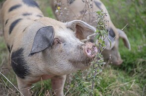 Dartmoor Reach Alpaca Farm