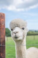 Dartmoor Reach Alpaca Farm