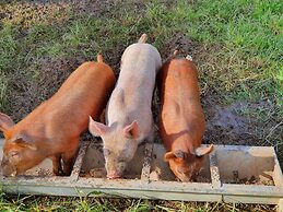 Dartmoor Reach Alpaca Farm