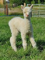 Dartmoor Reach Alpaca Farm