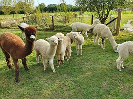 Dartmoor Reach Alpaca Farm