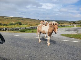 Dartmoor Reach Alpaca Farm