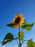 Dartmoor Reach Alpaca Farm